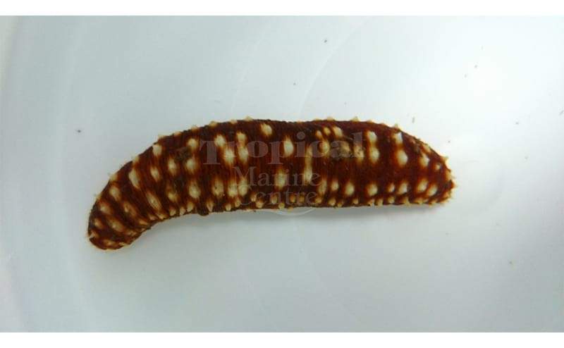 Molluscs