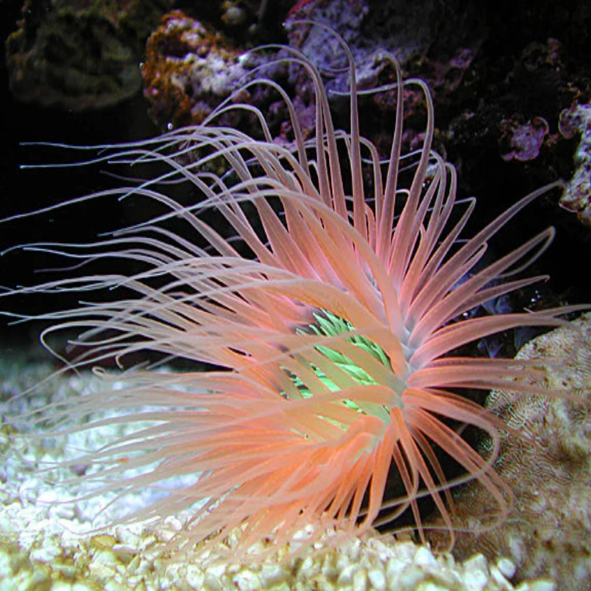 Marine Invertebrates