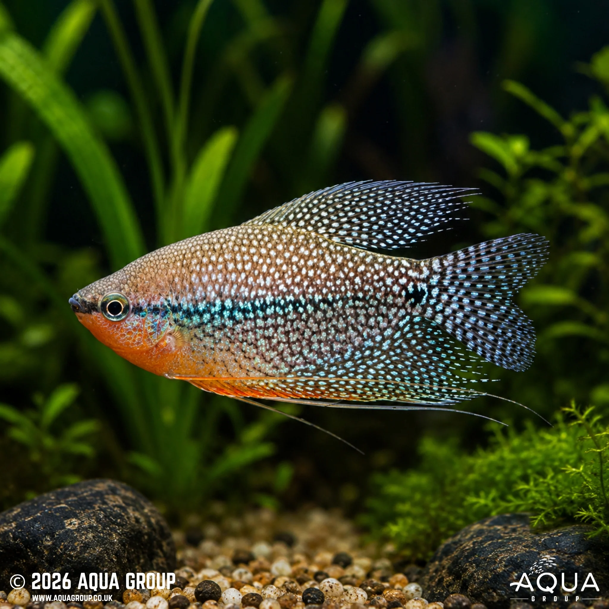 Gourami & Labyrinth Fish